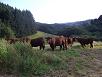 Koeien in het weiland